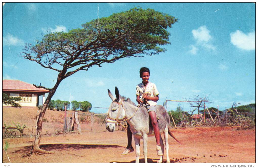 Dididivi Tree - Curaçao