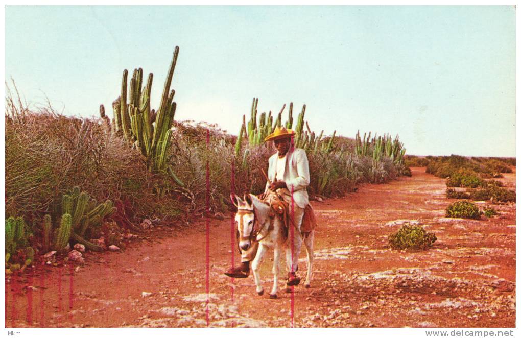 Typical Country Road - Curaçao