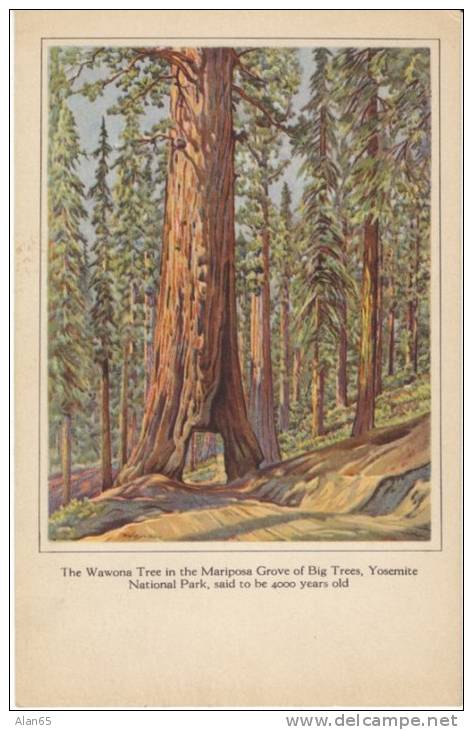 Yosemite National Park California, Wawona Tree Mariposa Grove Big Tree, C1920s/30s Vintage H.S. Crocker Co. Postcard - USA National Parks