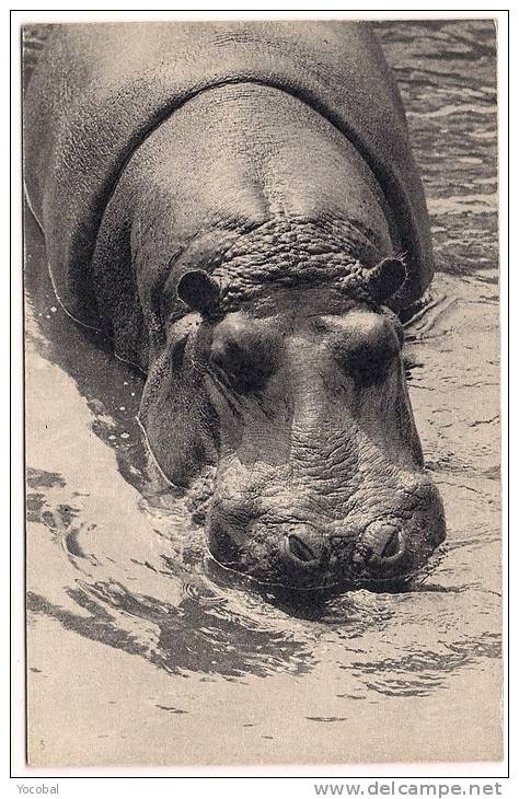 Cp , ANIMAUX , Parc Zoologique Du Bois De Vincennes , L'un Des Hippopotames - Hippopotames