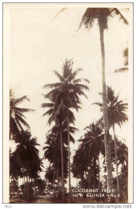 Cocoanut Trees Real Photocard - Papua New Guinea