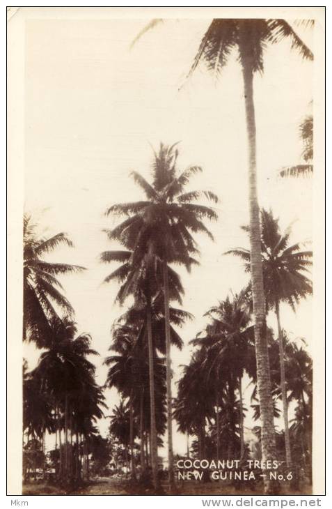 Cocoanut Trees Real Photocard - Papoea-Nieuw-Guinea