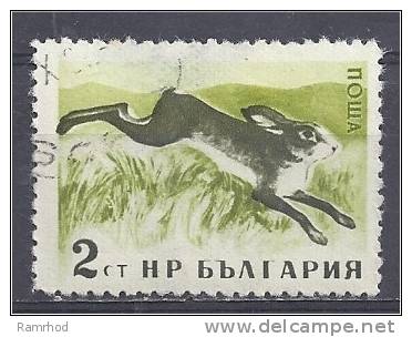 BULGARIA 1958 Forest Animals - 2s  Brown Hare FU THINNED - Gebraucht