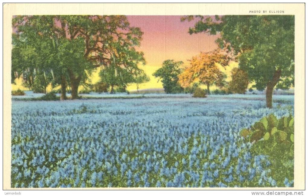 USA – United States – Bluebonnets, The State Flower Of Texas, Unused Linen Postcard [P6322] - Other & Unclassified