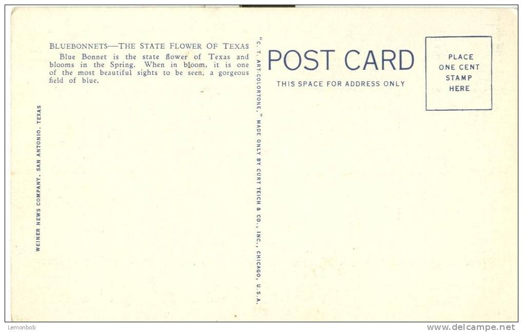 USA – United States – Bluebonnets, The State Flower Of Texas, Unused Linen Postcard [P6322] - Other & Unclassified