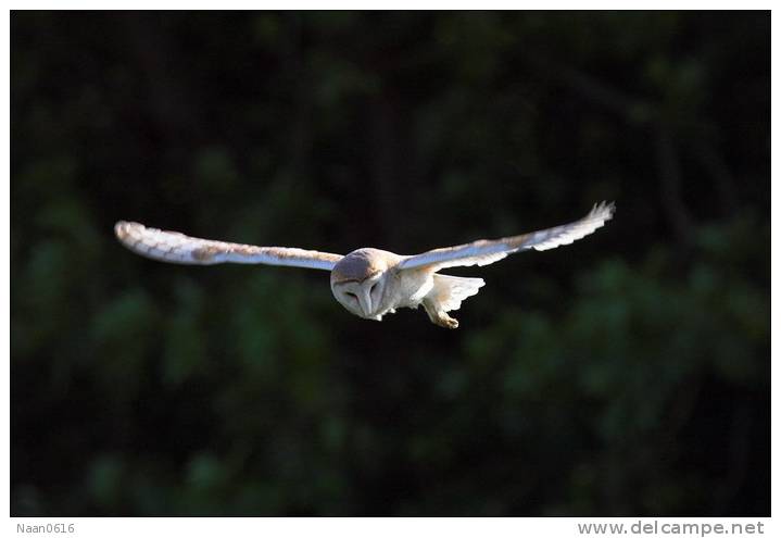 (Y47-001) Owl Bird Oiseaux  Hiboux  Chouettes Búhos Uilen,   Postal Stationery -Articles Postaux -Postsache F - Uilen