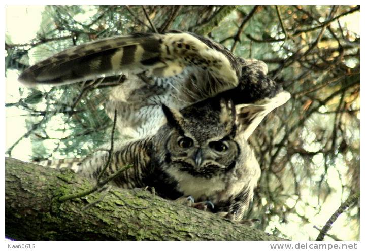 (Y47-004 ) Owl Bird Oiseaux Hiboux Chouettes Búhos Uilen, Postal Stationery -Articles Postaux -Postsache F - Gufi E Civette