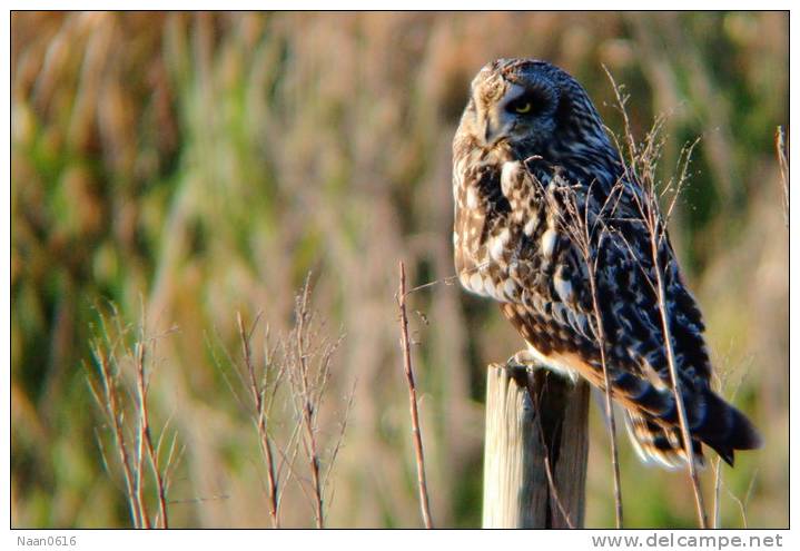 (Y47-005 ) Owl Bird Oiseaux Hiboux Chouettes Búhos Uilen, Postal Stationery -Articles Postaux -Postsache F - Owls