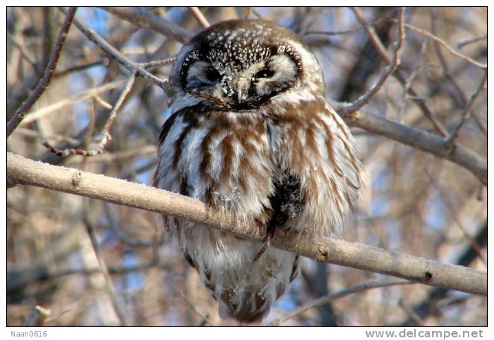(Y47-015 ) Owl Bird Oiseaux Hiboux Chouettes Búhos Uilen, Postal Stationery -Articles Postaux -Postsache F - Uilen