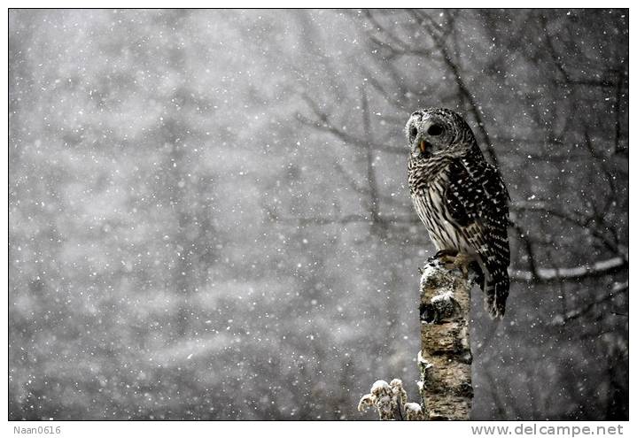 (Y47-018 ) Owl Bird Oiseaux Hiboux Chouettes Búhos Uilen, Postal Stationery -Articles Postaux -Postsache F - Owls
