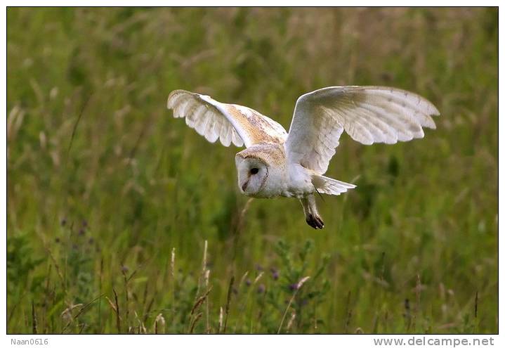(Y47-022  ) Owl Bird Oiseaux Hiboux Chouettes Búhos Uilen, Postal Stationery -Articles Postaux -Postsache F - Owls