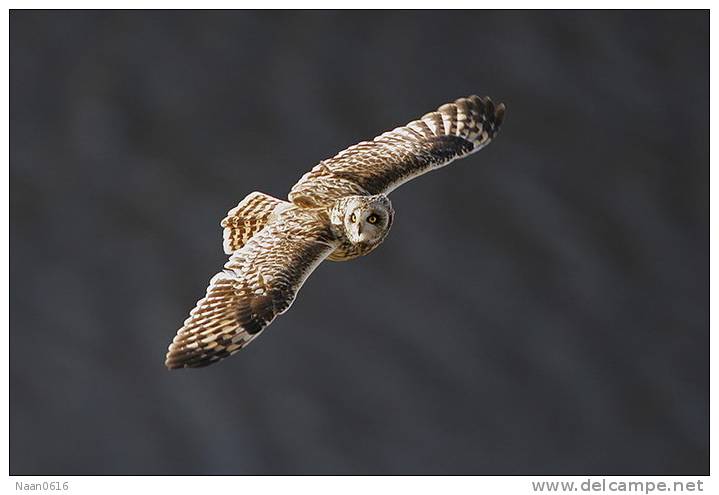 (Y47-023  ) Owl Bird Oiseaux Hiboux Chouettes Búhos Uilen, Postal Stationery -Articles Postaux -Postsache F - Uilen
