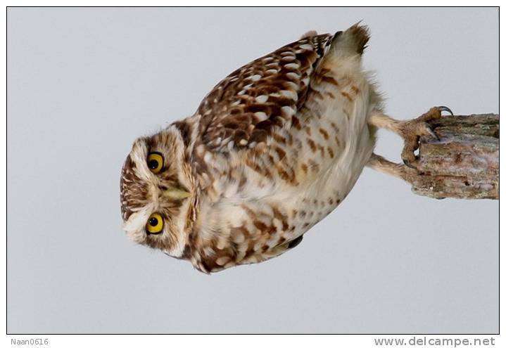 (Y47-031  ) Owl Bird Oiseaux Hiboux Chouettes Búhos Uilen, Postal Stationery -Articles Postaux -Postsache F - Owls