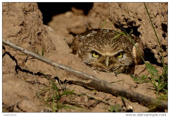 (Y47-033  ) Owl Bird Oiseaux Hiboux Chouettes Búhos Uilen, Postal Stationery -Articles Postaux -Postsache F - Owls