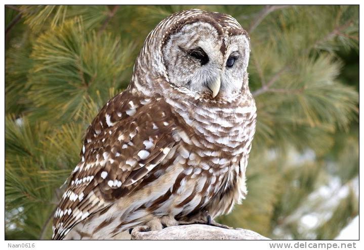 (Y47-034  ) Owl Bird Oiseaux Hiboux Chouettes Búhos Uilen, Postal Stationery -Articles Postaux -Postsache F - Owls