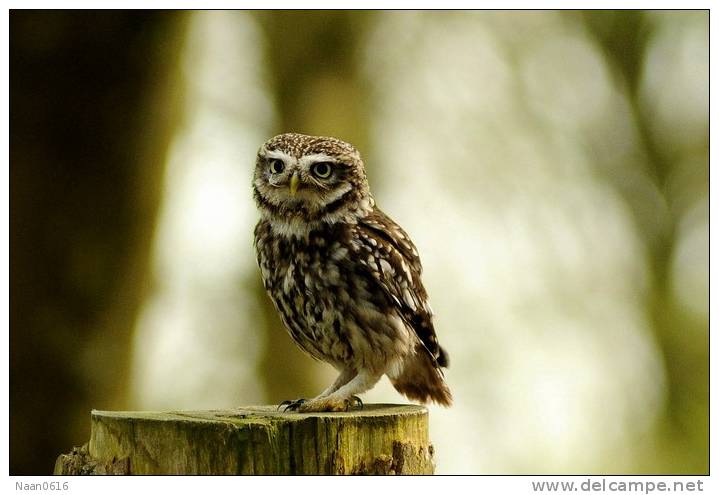 (Y47-035  ) Owl Bird Oiseaux Hiboux Chouettes Búhos Uilen, Postal Stationery -Articles Postaux -Postsache F - Uilen