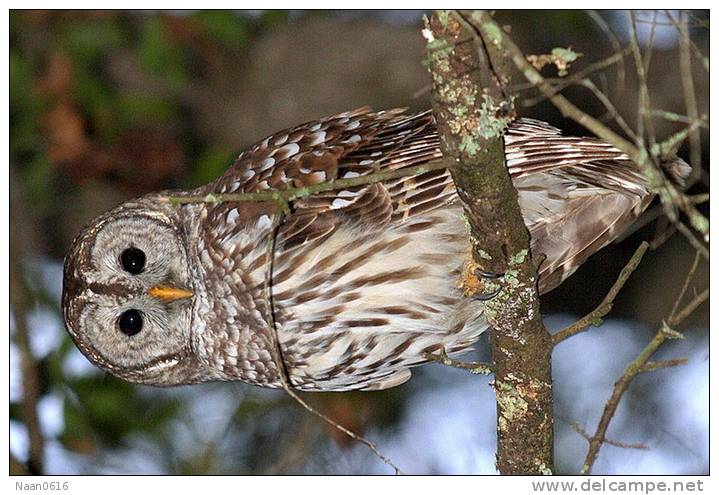 (Y47-036  ) Owl Bird Oiseaux Hiboux Chouettes Búhos Uilen, Postal Stationery -Articles Postaux -Postsache F - Owls