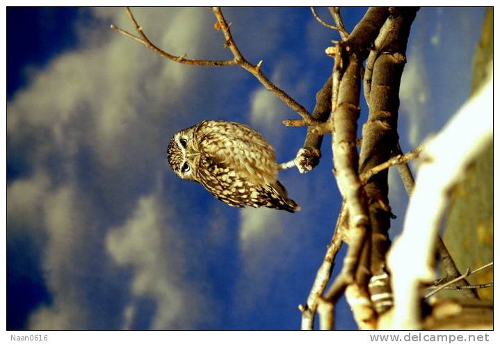 (Y47-039  ) Owl Bird Oiseaux Hiboux Chouettes Búhos Uilen, Postal Stationery -Articles Postaux -Postsache F - Uilen