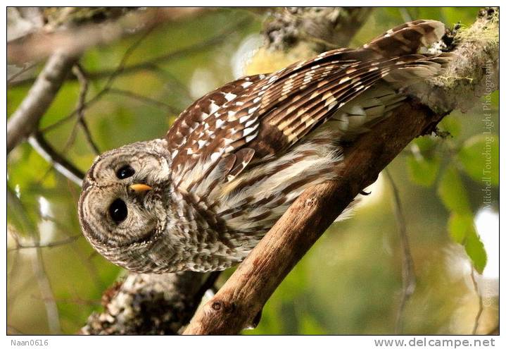 (Y47-047  ) Owl Bird Oiseaux Hiboux Chouettes Búhos Uilen, Postal Stationery -Articles Postaux -Postsache F - Uilen