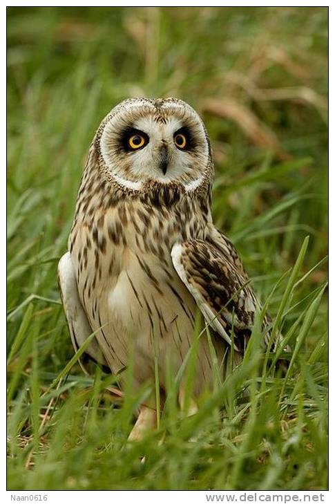 (Y47-057  ) Owl Bird Oiseaux Hiboux Chouettes Búhos Uilen, Postal Stationery -Articles Postaux -Postsache F - Hiboux & Chouettes