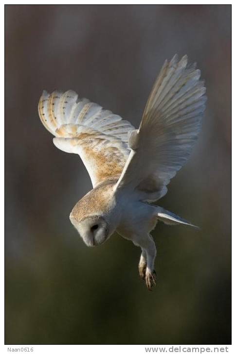 (Y47-061  ) Owl Bird Oiseaux Hiboux Chouettes Búhos Uilen, Postal Stationery -Articles Postaux -Postsache F - Uilen