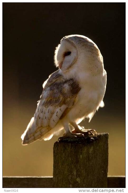 (Y47-062  ) Owl Bird Oiseaux Hiboux Chouettes Búhos Uilen, Postal Stationery -Articles Postaux -Postsache F - Hiboux & Chouettes