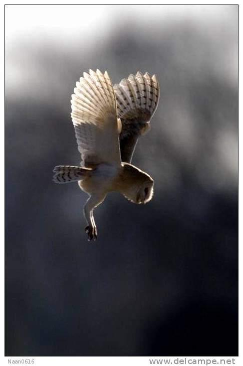 (Y47-063  ) Owl Bird Oiseaux Hiboux Chouettes Búhos Uilen, Postal Stationery -Articles Postaux -Postsache F - Hiboux & Chouettes
