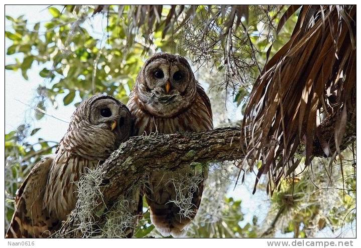 (Y47-069  ) Owl Bird Oiseaux Hiboux Chouettes Búhos Uilen, Postal Stationery -Articles Postaux -Postsache F - Hiboux & Chouettes