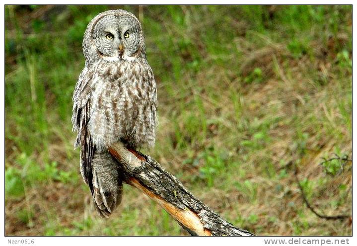 (Y47-072  ) Owl Bird Oiseaux Hiboux Chouettes Búhos Uilen, Postal Stationery -Articles Postaux -Postsache F - Uilen