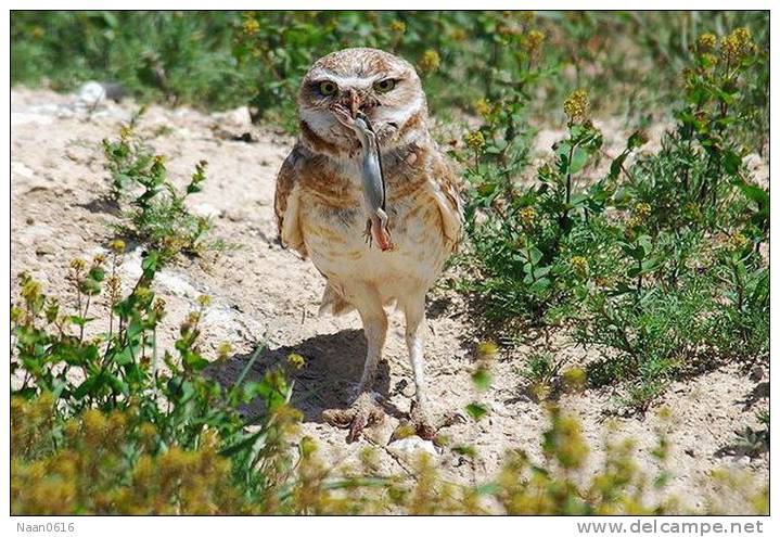 (Y47-075  ) Owl Bird Oiseaux Hiboux Chouettes Búhos Uilen, Postal Stationery -Articles Postaux -Postsache F - Hiboux & Chouettes