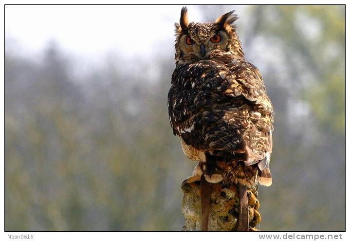 (Y47-076  ) Owl Bird Oiseaux Hiboux Chouettes Búhos Uilen, Postal Stationery -Articles Postaux -Postsache F - Hiboux & Chouettes