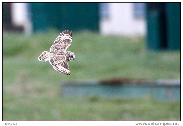 (Y47-086  ) Owl Bird Oiseaux Hiboux Chouettes Búhos Uilen, Postal Stationery -Articles Postaux -Postsache F - Uilen