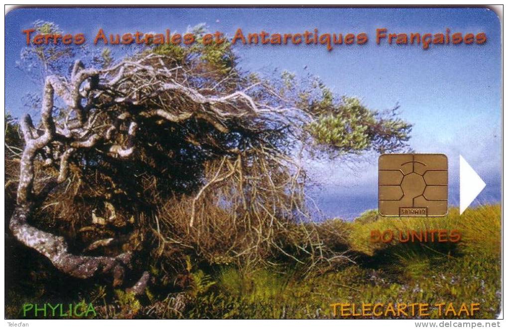 TAAF LE PHYLICA 50U  UT - TAAF - Terres Australes Antarctiques Françaises