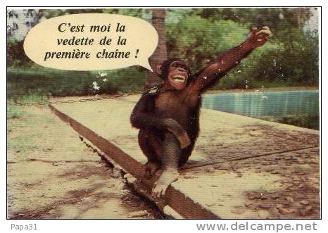 SINGE " C'est Moi La Vedette Dela Premiére Chaîne ! " - Monkeys