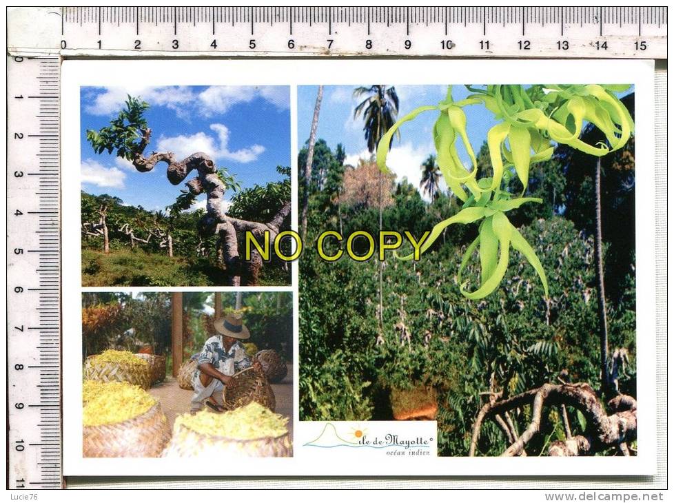 ILE DE MAYOTTE  -   L'YLANG YLANG - Cananga Adorata  -  3 Vues - Mayotte