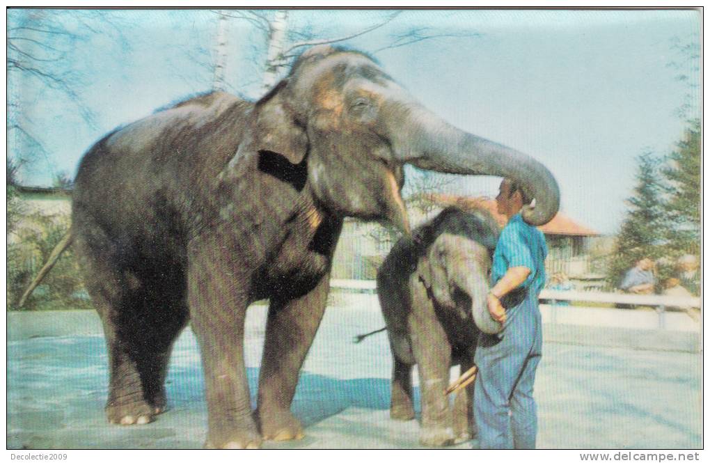 ZS6070 Cartes Stereoscopiques 3D Cards  Elephants Used Good Shape - Stereoscope Cards