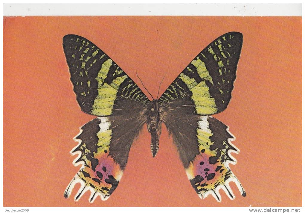 ZS6105 Animaux Animals Papillon Buterfly Romania Not Used Good Shape - Papillons