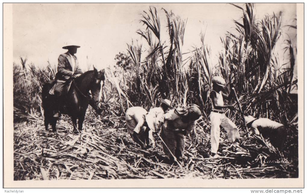 CARTE POSTALE DE GUADELOUPE ( Coupe De Canne A Sucre ) - Basse Terre