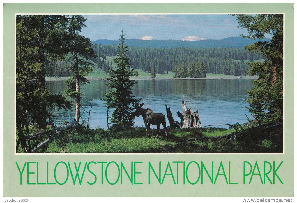 B32319 Yellowstone National Park Moose In Lake Area   Used Perfect  Shape - Yellowstone