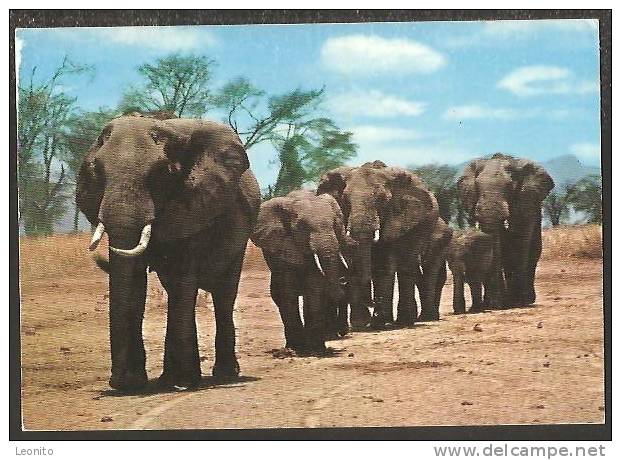 Elephant Herd Kenya African Wild Life 1970 - Kenya