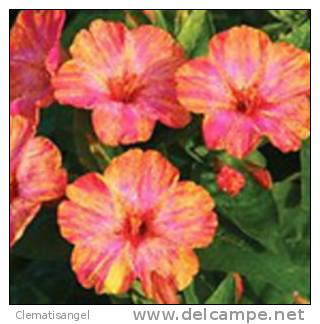 TOP!! WUNDERBLUME * MIRABILIS JALAPA * GELB/ORANGE * 15 SAMEN **!! - Autres & Non Classés