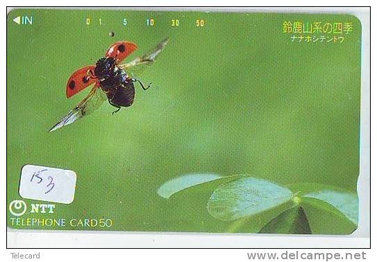 Ladybird Coccinelle Lieveheersbeestje Insect (153) - Ladybugs