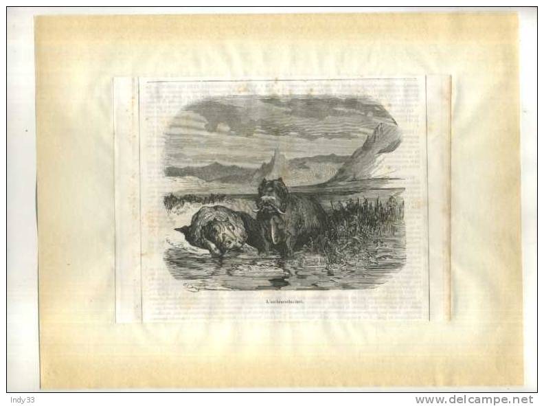 -  L´ANTHRACOTHERIUM . GRAVURE SUR BOIS DU XIXe S.  GUSTAVE DORE . DECOUPEE ET COLLEE SUR PAPIER - Sonstige & Ohne Zuordnung