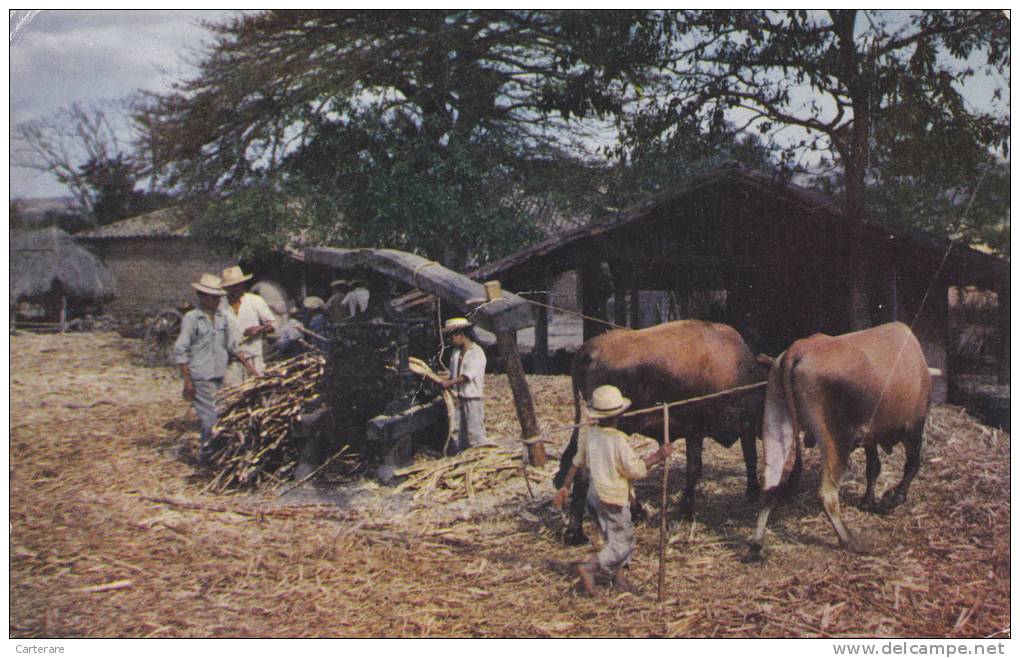 AMERIQUE CENTRALE,EL SALVADOR,prés Guatemala Et Honduras,ferme,métier,manera Original De Molienda De Azucar,sugar - El Salvador