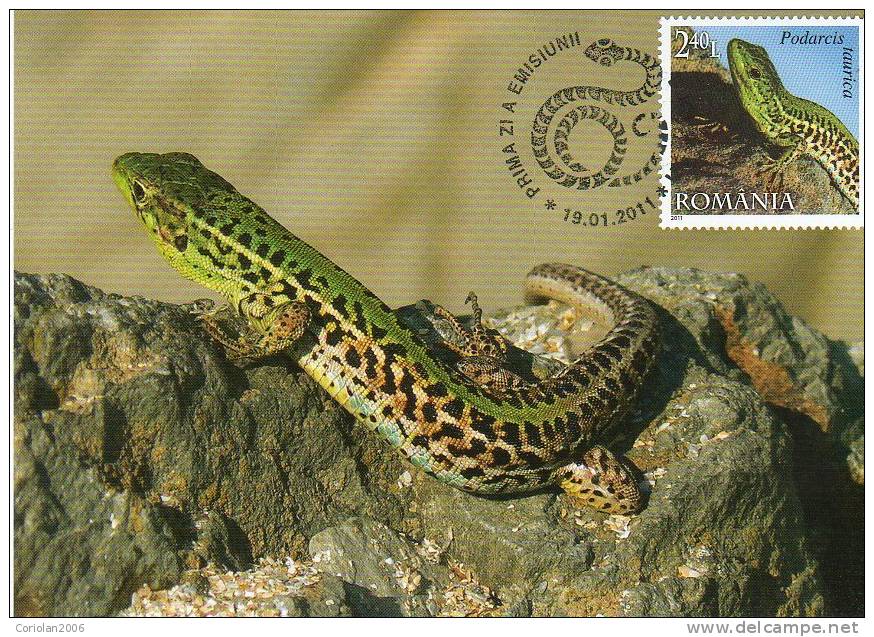 Romania 2011 Maxi Card / Reptiles Of Romania / The Balkan Wall Lizard - Serpents