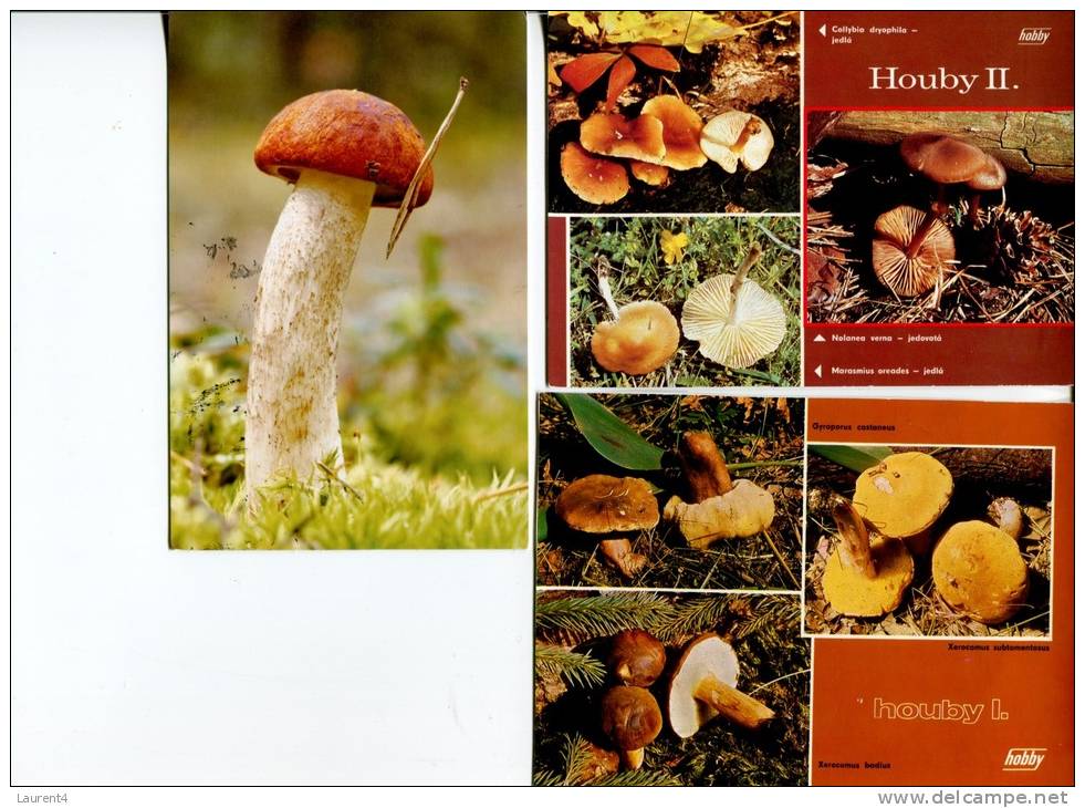 (989) Mushroom - Champignons - Andere & Zonder Classificatie