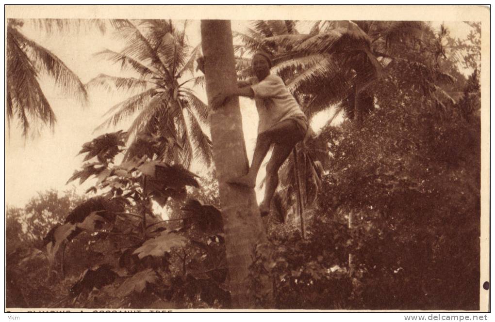 Mombasa Climbing A Cocoanut Tree - Kenya