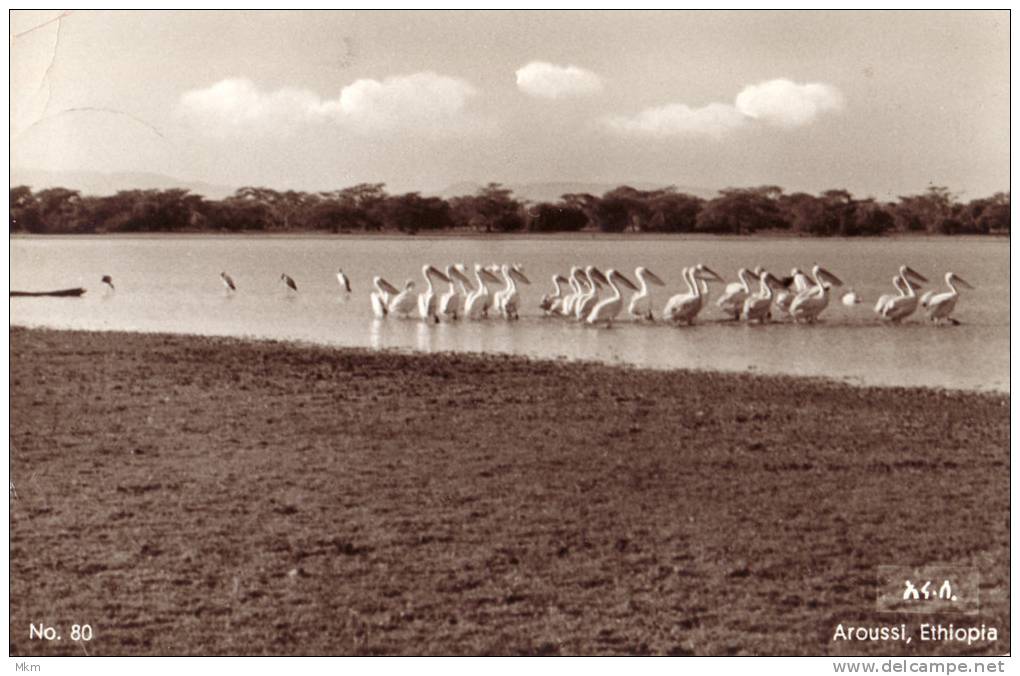 Awasha Lake Aroussi - Etiopía