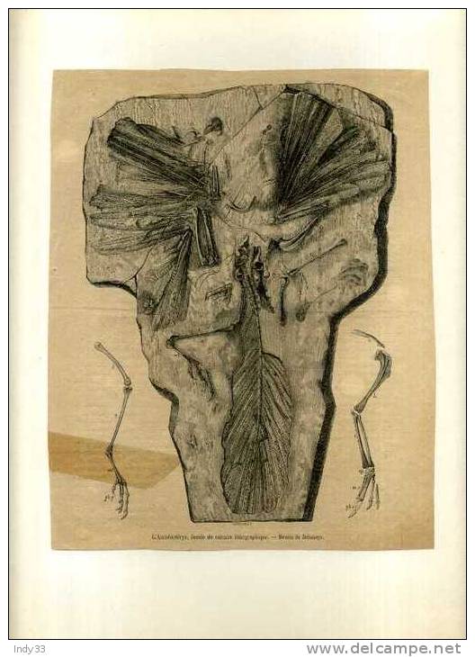 - L´ARCHEOPTERYX . GRAVURE SUR BOIS DU XIXe S.   . DECOUPEE ET COLLEE SUR PAPIER - Fossils