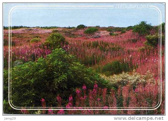 Nederland/Holland, Ameland, Zeeduinflora, Ca. 1990 - Ameland